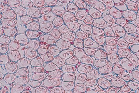 Education anatomy and Histological sample of Human under the microscope.