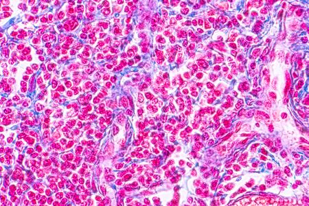Education anatomy and Histological sample of Human under the microscope.