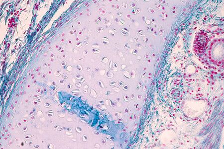 Education anatomy and Histological sample of Human under the microscope.の写真素材