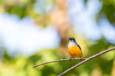 Orange-bellied Flowerpecker in thailand.の写真素材