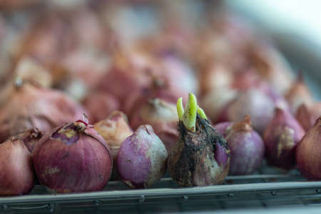 Seeding onion roots to study mitosis cells in Laboratory.の写真素材