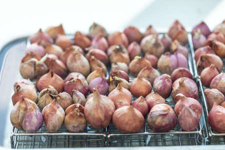 Seeding onion roots to study mitosis cells in Laboratory.