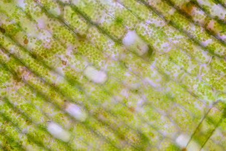 Cell structure Hydrilla, view of the leaf surface showing plant cells under the microscope for classroom education.の写真素材