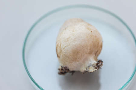 Volvariella volvacea (also known as paddy straw mushroom or straw mushroom) is a species of edible...