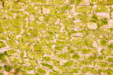 Cell structure Hydrilla, view of the leaf surface showing plant cells under the microscope for...