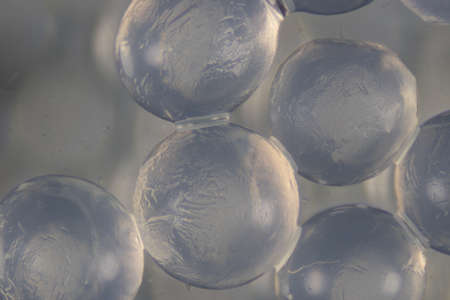 alginate is a cell wall component of marine brown algae for education in Laboratory.の写真素材