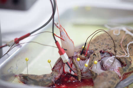 Study Nervous system test in Laboratory.