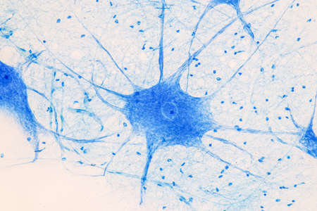 Education Spinal cord  and Motor Neuron under the microscope in Lab.