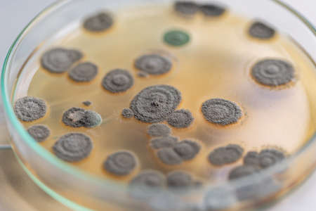 Penicillium, ascomycetous fungi are of major importance in the natural environment as well as food...