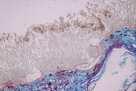 Penicillium, ascomycetous fungi are of major importance in the natural environment as well as food and drug production.Â の写真素材
