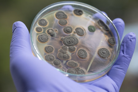 Penicillium, ascomycetous fungi are of major importance in the natural environment as well as food and drug production.Â の写真素材