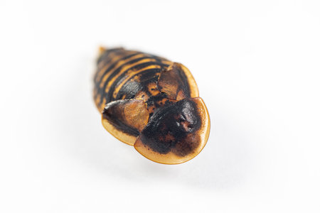 Study of the structure of Blaptica dubia, Dubia roach, also known as the orange-spotted roach in the...