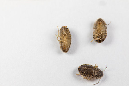 Study of the structure of Blaptica dubia, Dubia roach, also known as the orange-spotted roach in the...