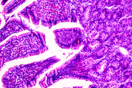 Education anatomy and Histological sample of Human under the microscope.