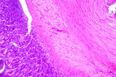 Education anatomy and Histological sample of Human under the microscope.