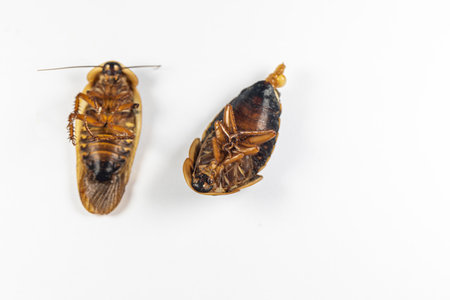 Study of the structure of Blaptica dubia, Dubia roach, also known as the orange-spotted roach in the...