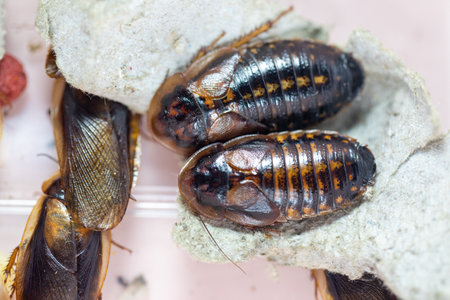 Study of the structure of Blaptica dubia, Dubia roach, also known as the orange-spotted roach in the laboratory.の写真素材