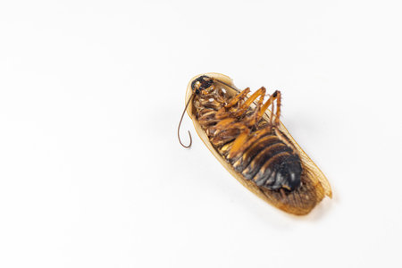 Study of the structure of Blaptica dubia, Dubia roach, also known as the orange-spotted roach in the...
