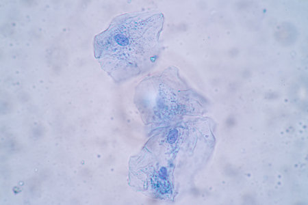 Characteristics of Squamous epithelial cell (Cell structure) of human under microscope view for...