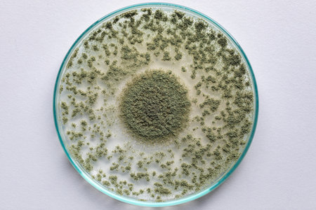 Close up of Aspergillus oryzae is a filamentous fungus, or mold that is used in food production, such as in soybean fermentation for education in laboratory.