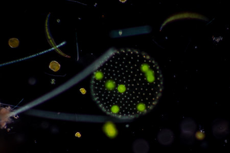 Volvox in drop of water under the microscope for classroom education.の写真素材