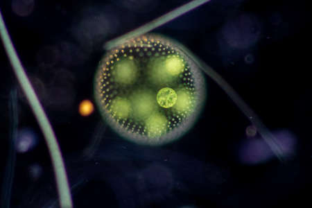Volvox in drop of water under the microscope for classroom education.の写真素材