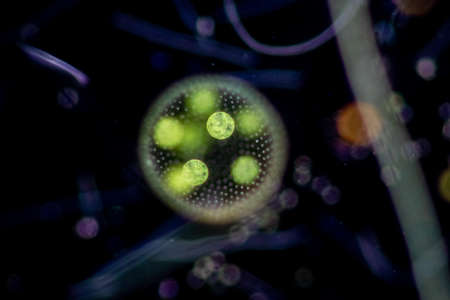 Volvox in drop of water under the microscope for classroom education.