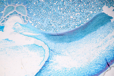 Characteristics of fungi living in wood as a group, are polyphyletic under the microscope for education.の写真素材