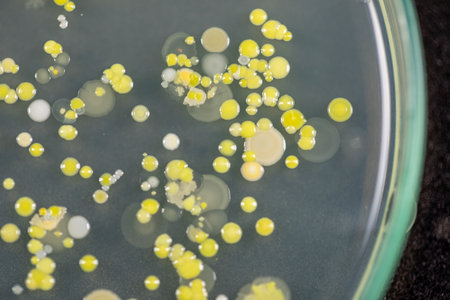 Backgrounds of Characteristics and Different shaped Colony of Bacteria and Mold growing on agar plates from Soil samples for education in Microbiology laboratory.の写真素材