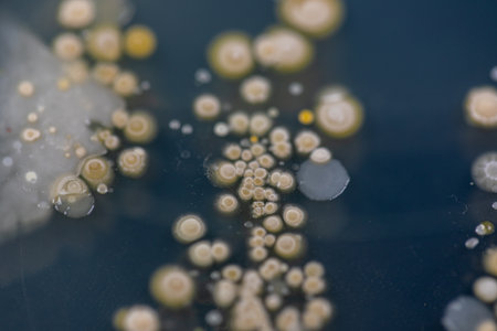 Backgrounds of Characteristics and Different shaped Colony of Bacteria and Mold growing on agar plates from Soil samples for education in Microbiology laboratory.の写真素材