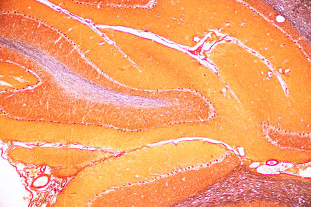 Cerebellum, Thalamus, Medulla oblongata, Spinal cord and Motor Neuron human under the microscope in...