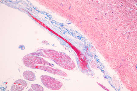 Cerebellum, Thalamus, Medulla oblongata, Spinal cord and Motor Neuron human under the microscope in...