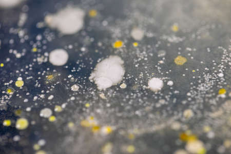 Backgrounds of Characteristics and Different shaped Colony of Bacteria and Mold growing on agar plates from Soil samples for education in Microbiology laboratory.の写真素材