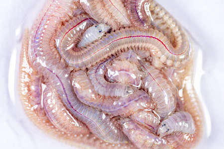 Sand Worm (Perinereis sp.) is the same species as sea worms (Polychaete), Living in a beach area with relatively shallow water levels for education in laboratory.の写真素材