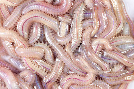 Sand Worm (Perinereis sp.) is the same species as sea worms (Polychaete), Living in a beach area with relatively shallow water levels for education in laboratory.の写真素材