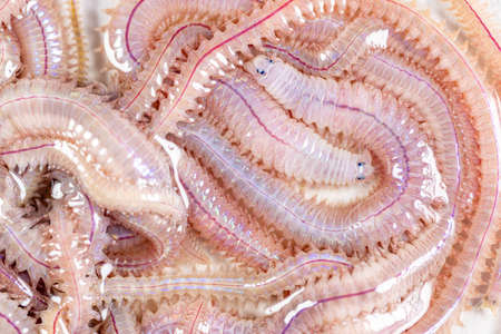 Sand Worm (Perinereis sp.) is the same species as sea worms (Polychaete), Living in a beach area...