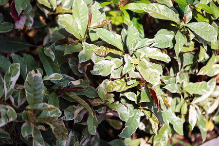 Study of photosynthesis from plants.の写真素材