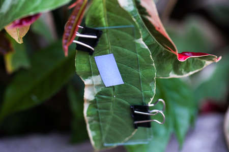 Study of photosynthesis from plants.