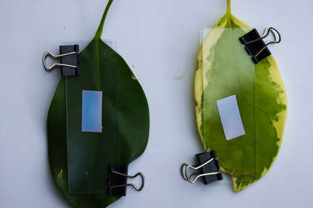 Study of photosynthesis from plants.