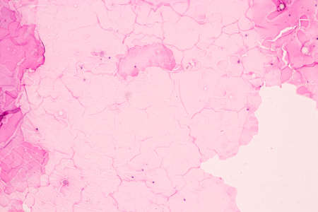Anatomy and Histological Ovary, Testis and Sperm human cells under microscope.の写真素材