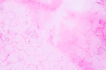 Anatomy and Histological Ovary, Testis and Sperm human cells under microscope.の写真素材
