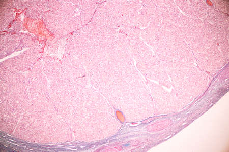 Anatomy and Histological Ovary, Testis and Sperm human cells under microscope.