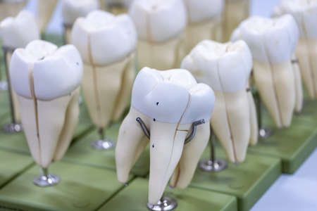 Study of human parts model in science lab.の写真素材