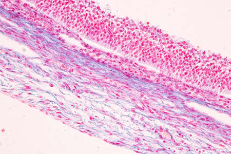 Anatomy and Histological Ovary, Testis and Sperm human cells under microscope.の写真素材