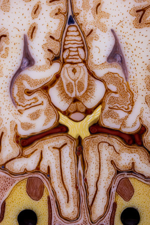Study of human parts model in science lab.の写真素材