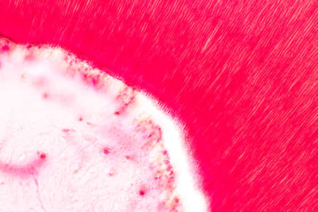 Tooth development from human under microscope view for education.