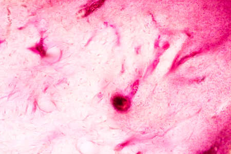 Tooth development from human under microscope view for education.