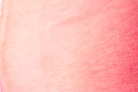 Tooth development from human under microscope view for education.の写真素材