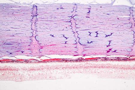 Retina human under microscope view for education.
