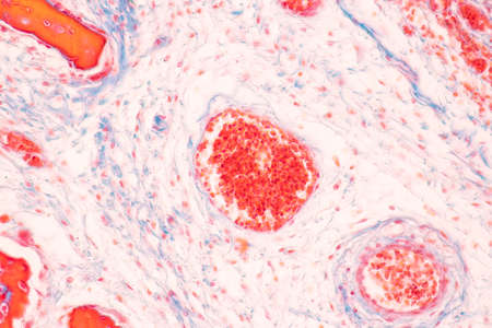 Tooth development from human under microscope view for education.の写真素材